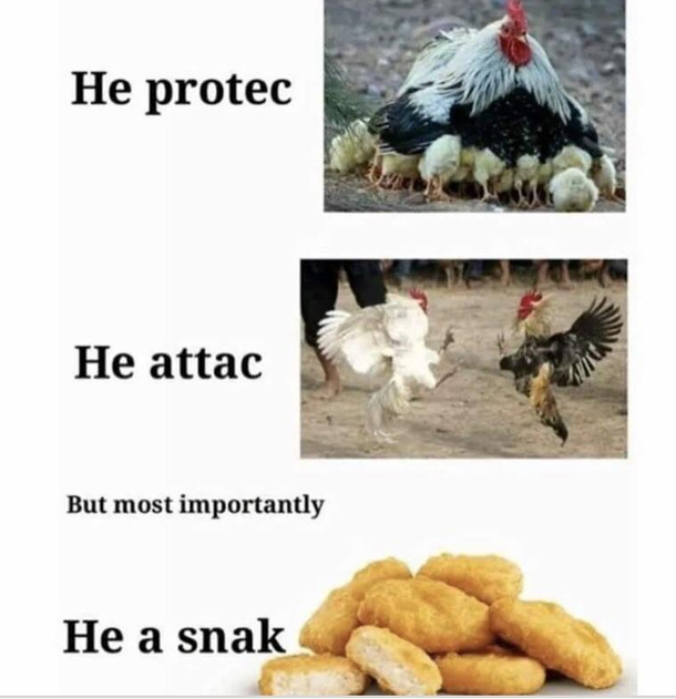 The life of a chicken