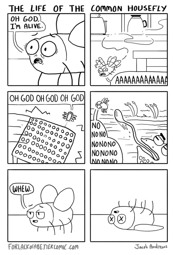 The Life of the Common Housefly Credit to forlackofabettercomic