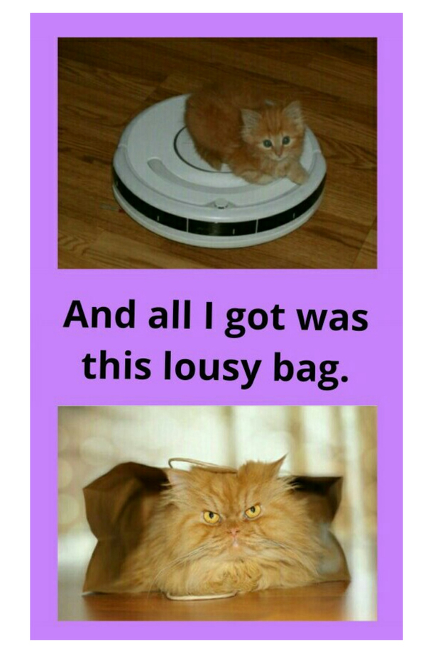 The little one looks like hed rather be playing with the box that thing came in anyway