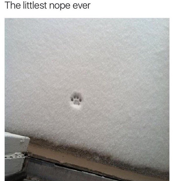 The littlest nope ever