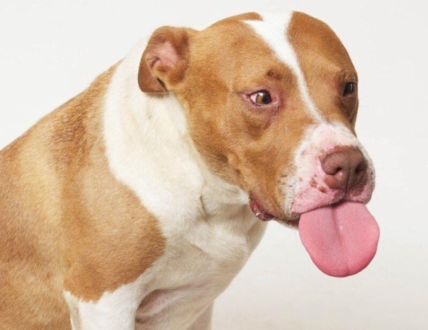 The local shelter brought in a professional photographer to capture the dogs personalities This one is a winner