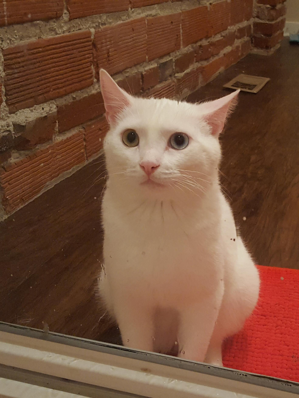 The look my cat gives me every time I step in the shower