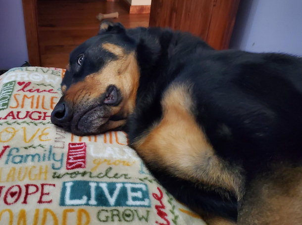 The look my dog gives me as I clean his infected anal gland and apply his ointment he also farted on me