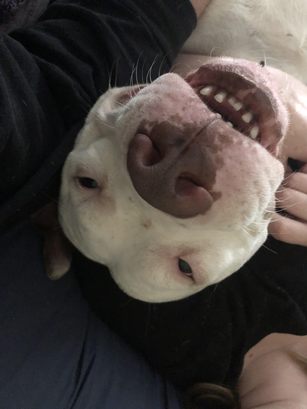 The look on my dogs face