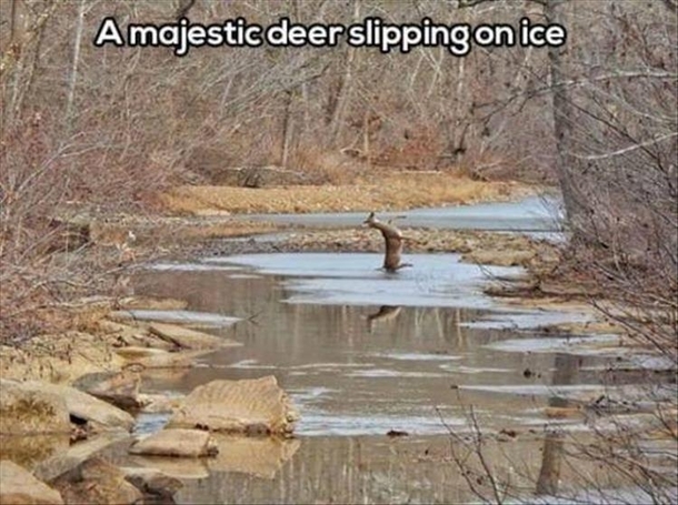 The majestic