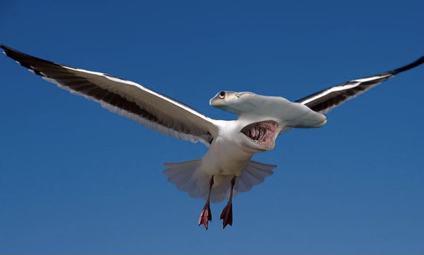The majestic Hammergull