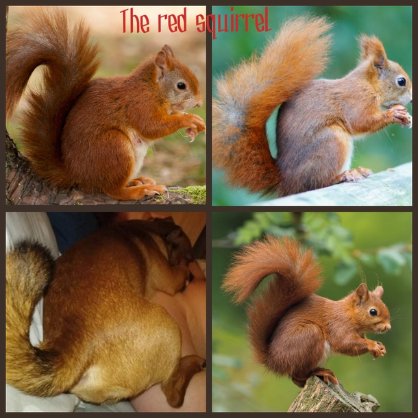 The majestic red squirrel in its natural environment