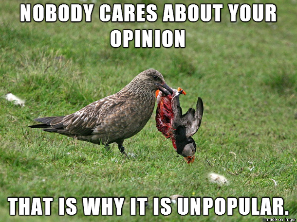 The Majestic Skua saying it how it is