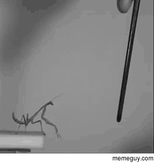 The mantis pole dancer