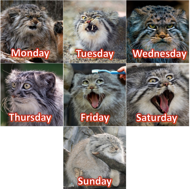 The Manul Cat seems very expressive so I made it into a week-calendar