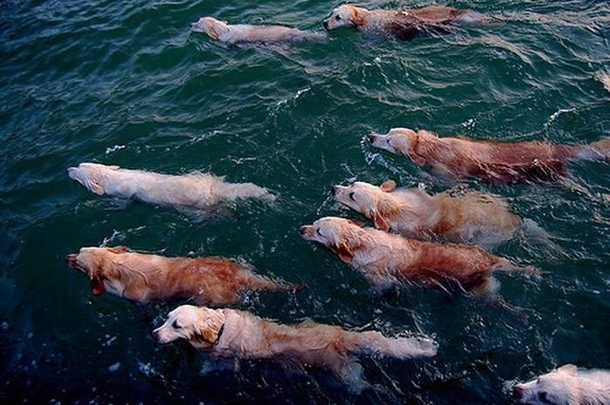 The migration of the rare Golden Retriever fish