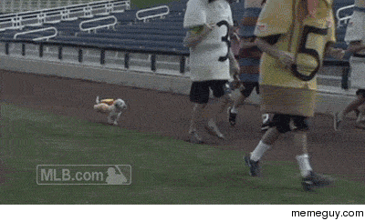 The Milwaukee Brewers adopted a stray dog who wandered into their spring training facilities and named him Hank Today he took part in his first Sausage Race