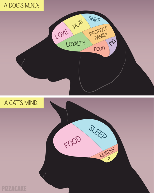 The minds of animals