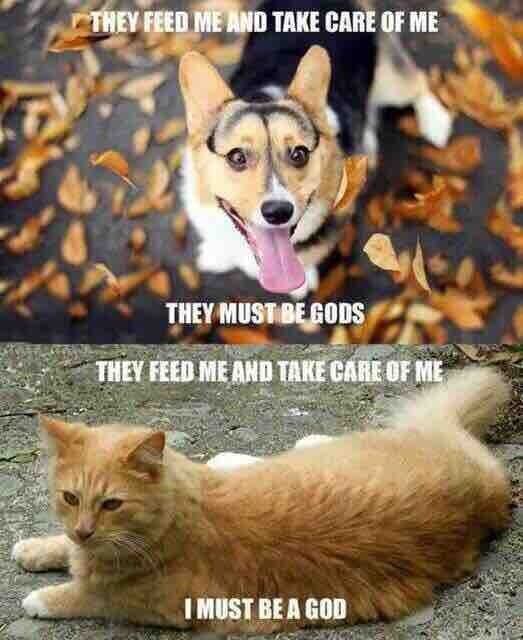 The mindset of a dog vs a cat