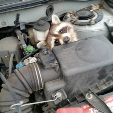 The Missus saw a raccoon crossing the road this morning so she slowed to let it pass Then she lost track of it Heres where it ended up