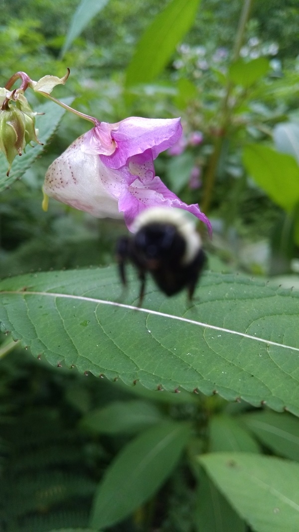 The moment before a bee flew into my face