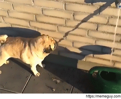 The moment it became clear to his owner that Fred wasnt a smart dog