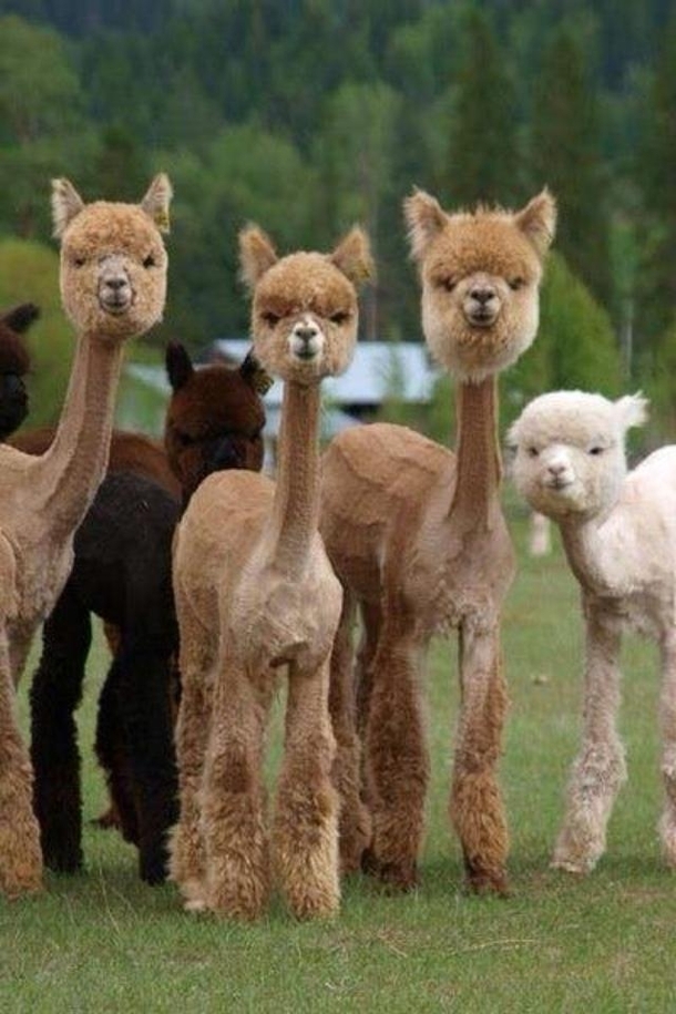 The more I stare the funnier it gets