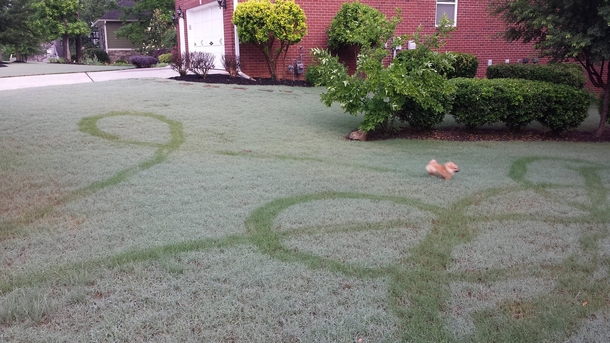 The morning dew perfectly captured my dogs erratic freedom run