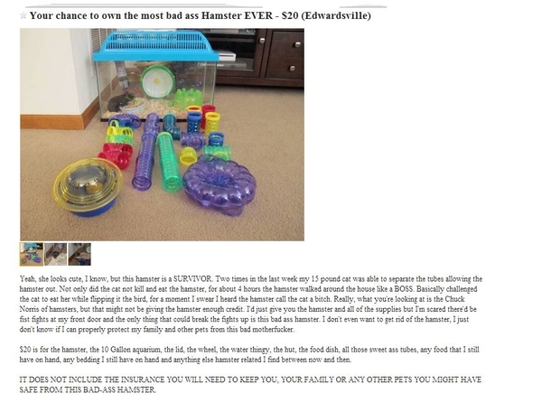 The most badass hamster EVER