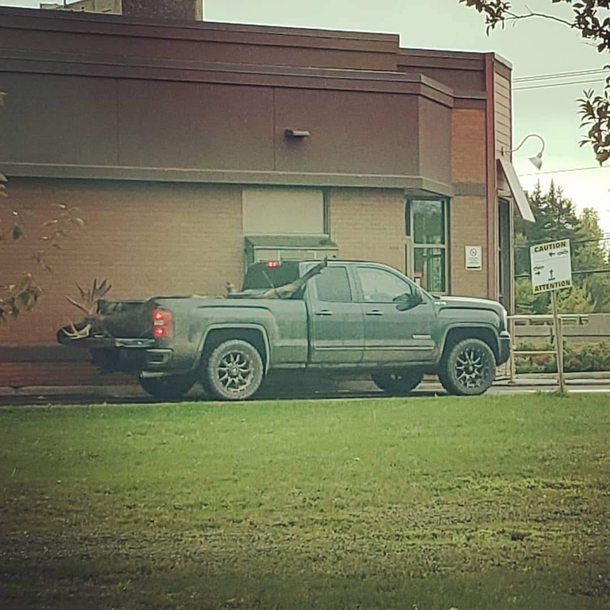 The most canadian picture a moose in the back of a pickup going through the tim hortons drive through