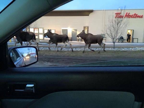 The most Canadian picture ever taken