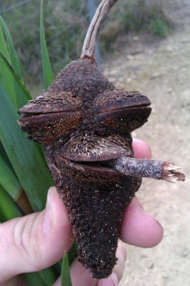 The most chillin acorn ever