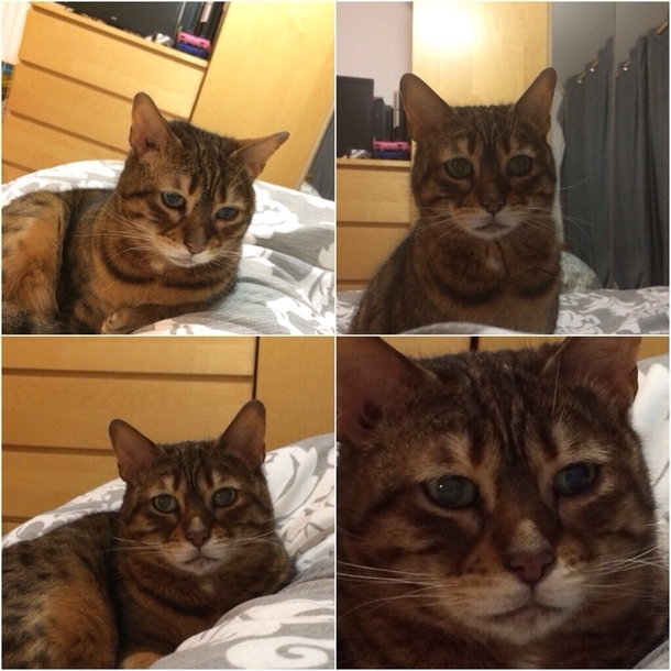 The most concerned cat Ive seen
