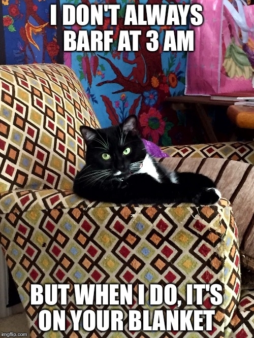 The most interesting cat in the world
