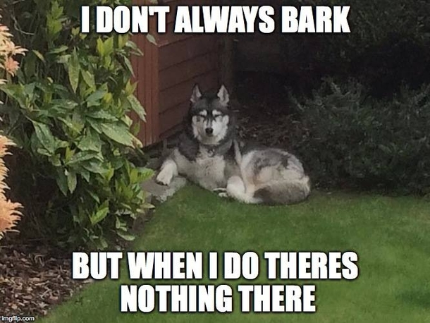 The Most Interesting Dog In The World