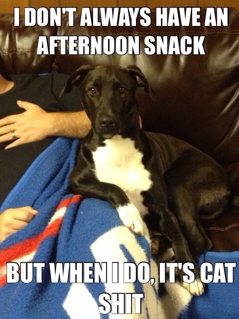 The most interesting dog in the world