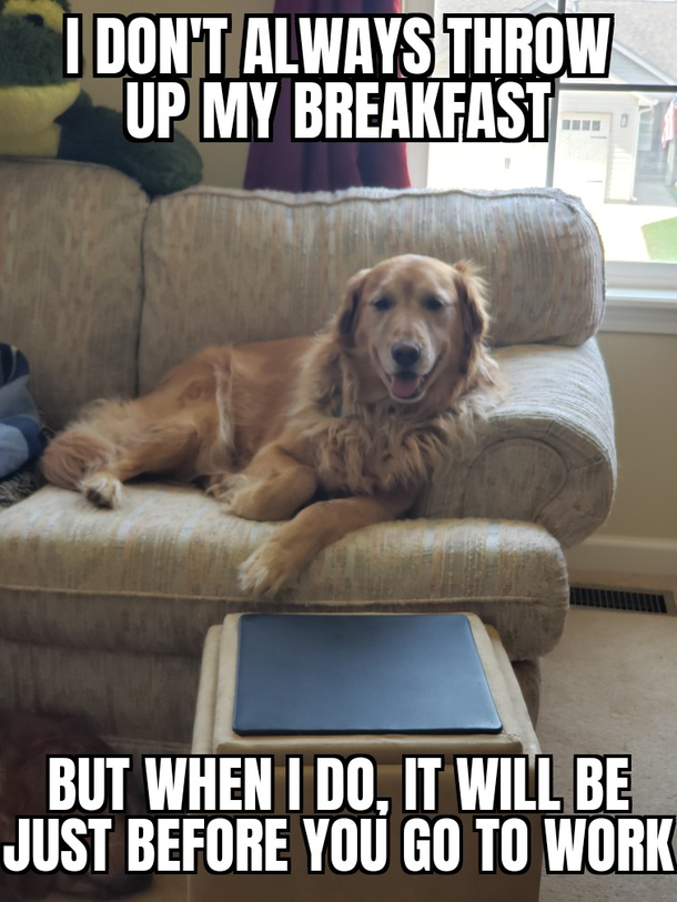 The most interesting dog in the world gets even more interesting
