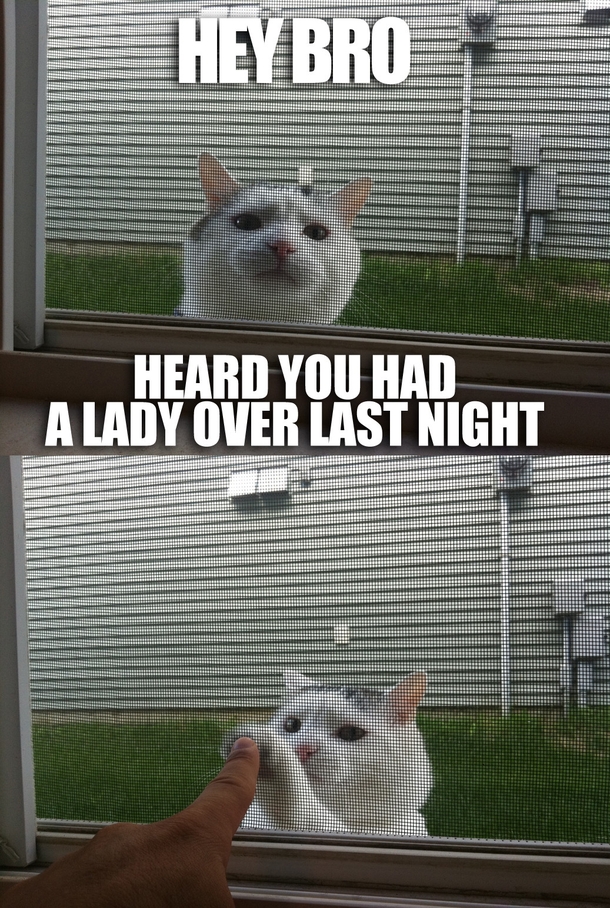 The neighbors cat stopped by on Saturday morning