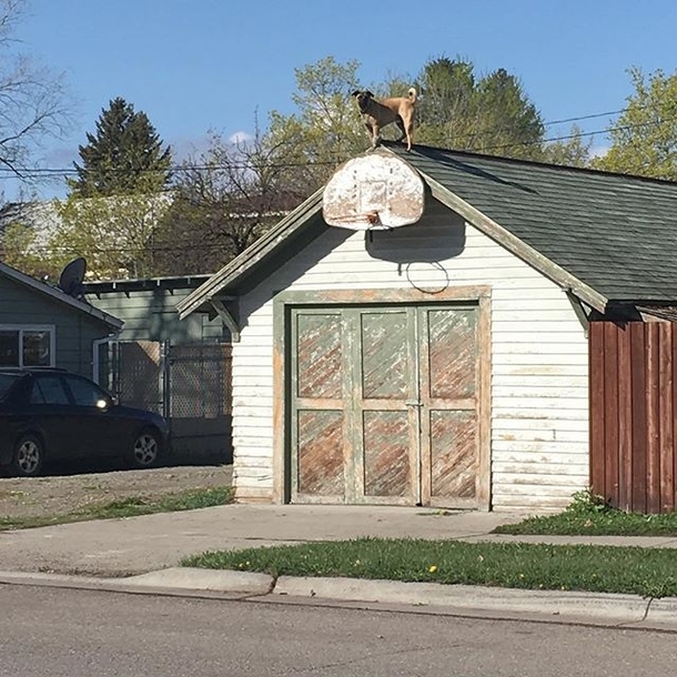 The neighbors dog waits here to bark at the mailman
