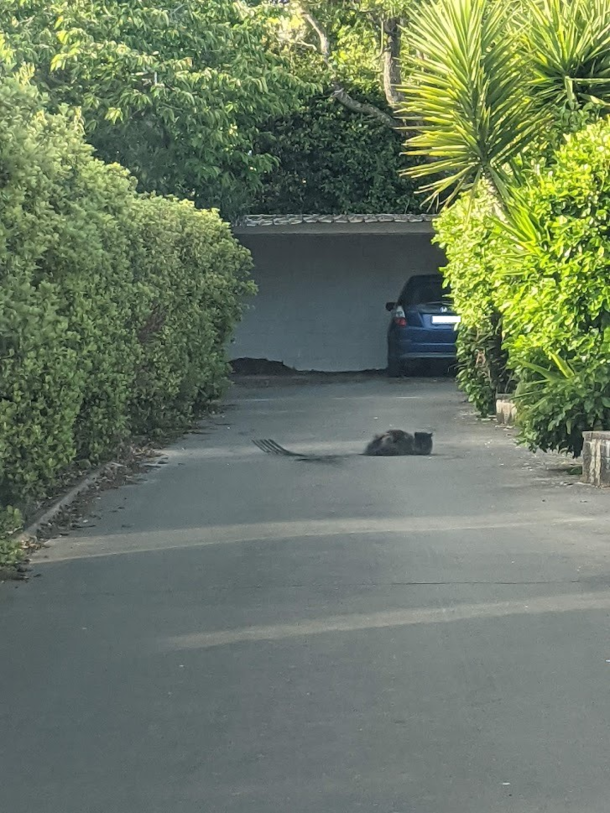 The neighbours cat doing burnouts again