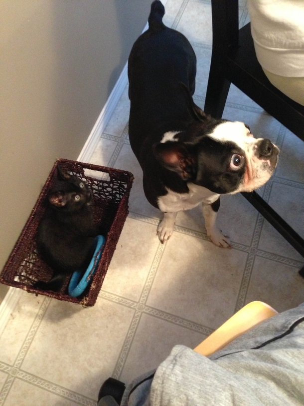 The new kitten has taken to sleeping in the dogs toy basket This has left the dog confused and a little distressed