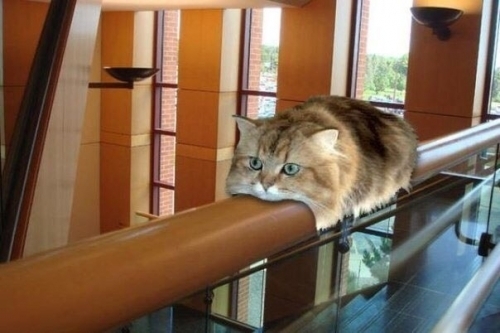 The next step in cat evolution Monorail