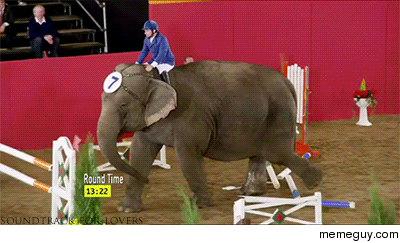 The nimble no-fucks-given elephant rounds the last hurdle
