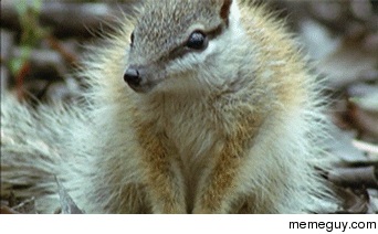 The Numbat