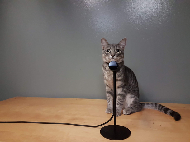 The Oculus Rift sensors make my kitten look like a standup comedian