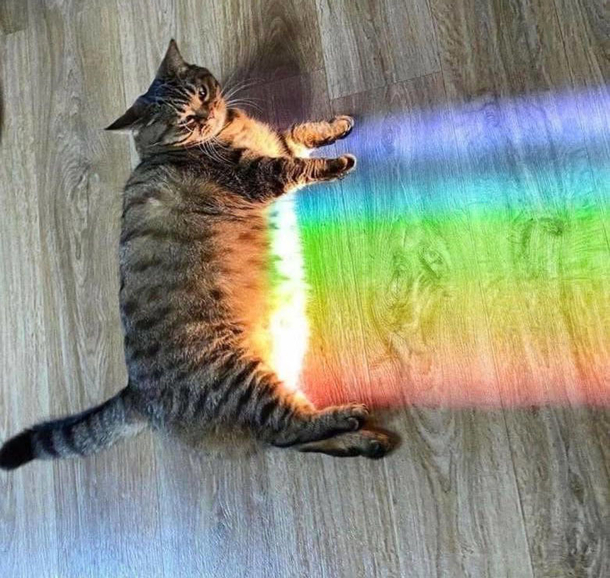The original Nyan Cat - Meme Guy