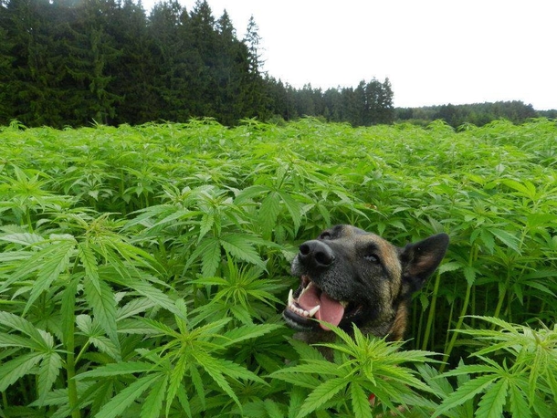 The other weed loving Dogg