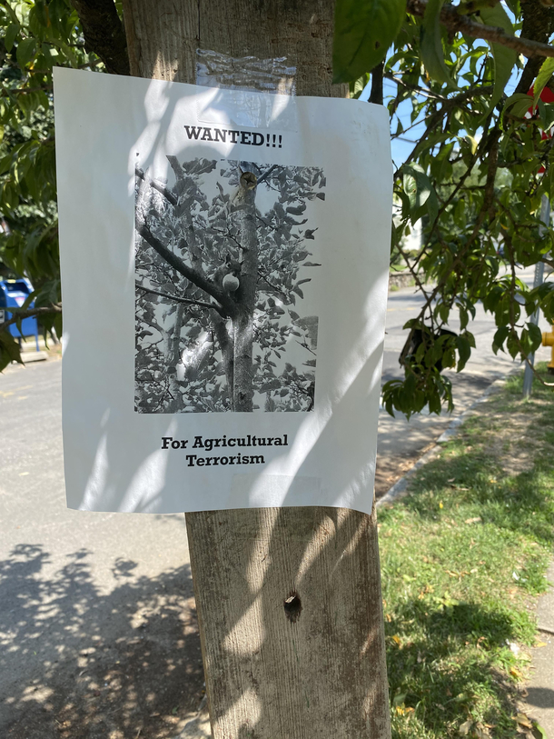 The owner of the peach tree by my house has had enough