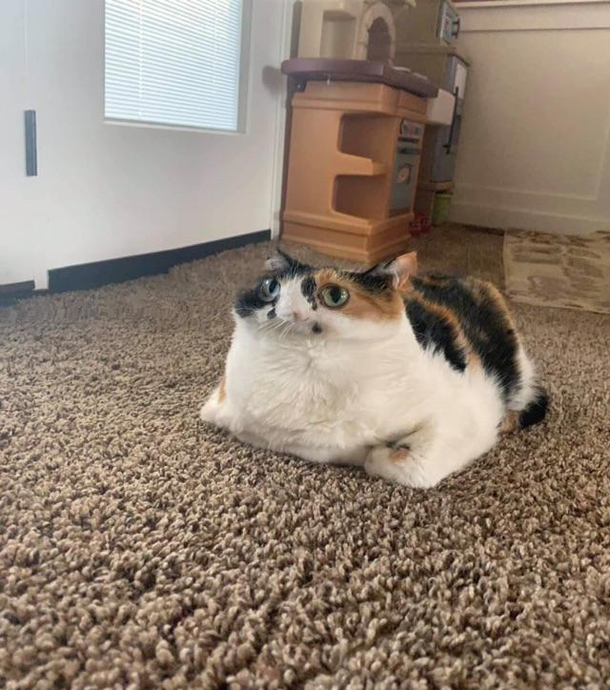 The Panorama Cat