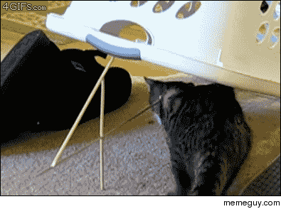 The perfect cat trap