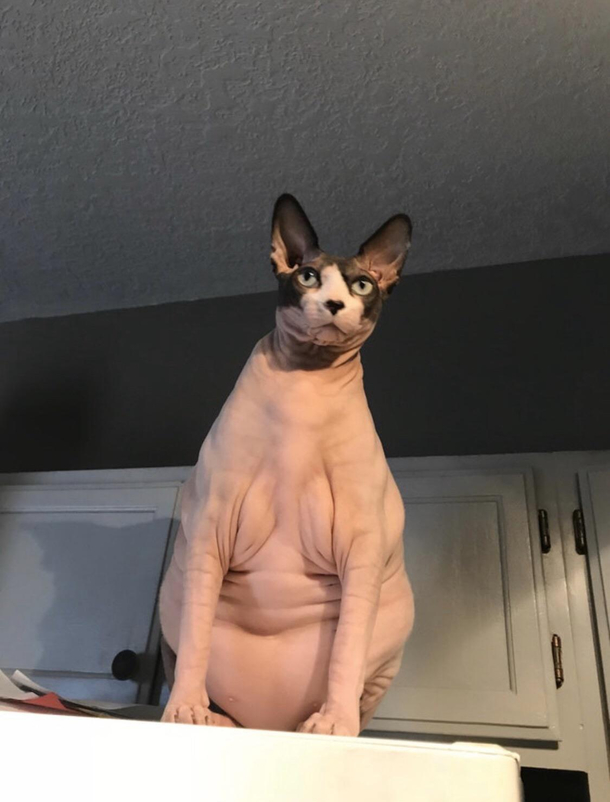 The perfect quarantine body doesnt exis