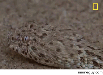 The Peringueys Adder camouflage