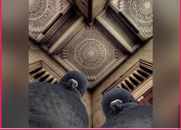 the photographer was lying on the groundto take a picture of tgis sealingThe pegions are concerned