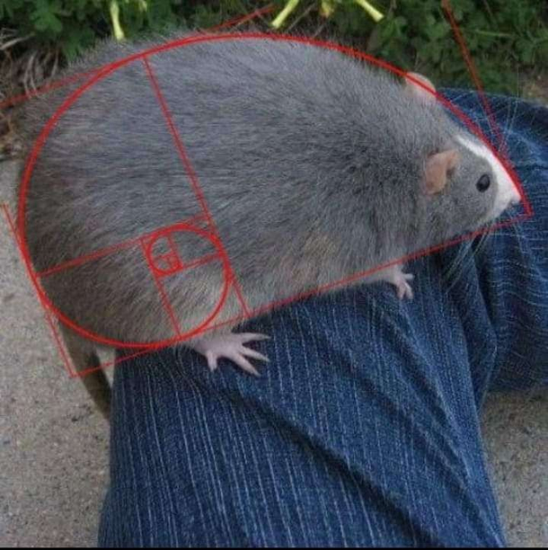 the phrase absolute unit was made for this very moment