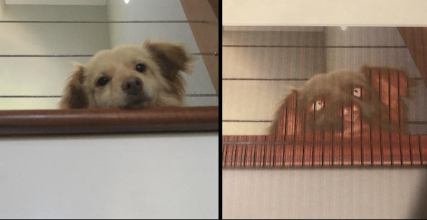 The picture I took vs what my printer thinks it should look like